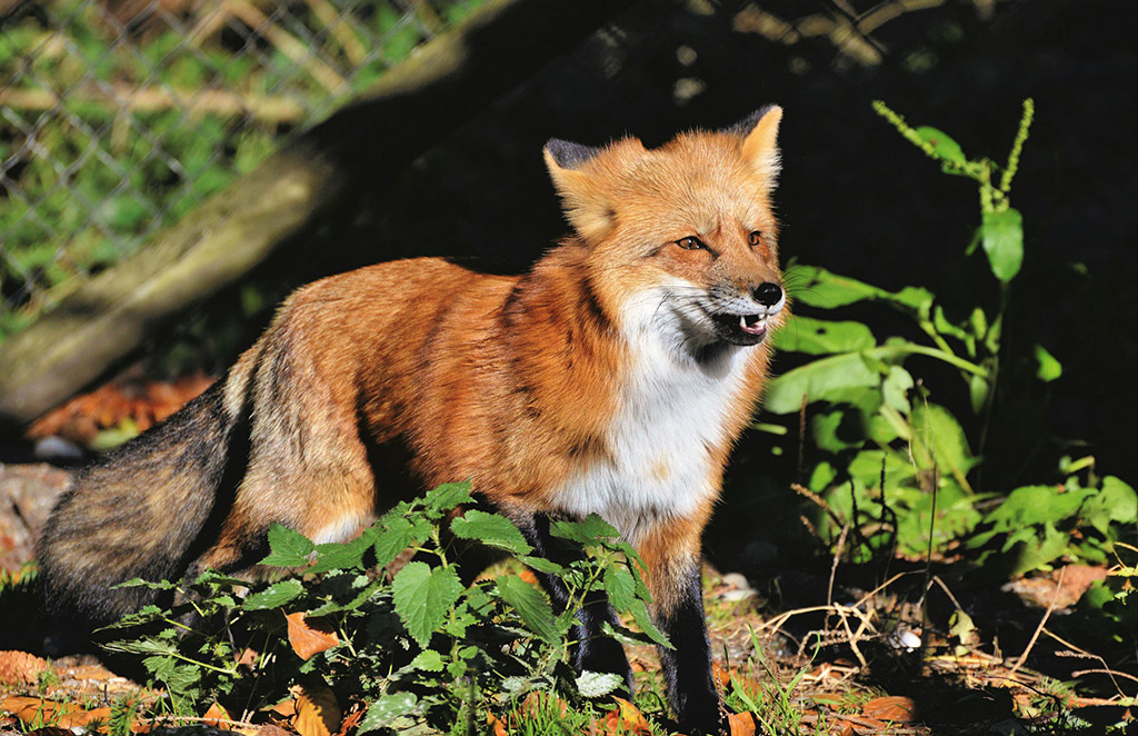 Fuchs Wildpark